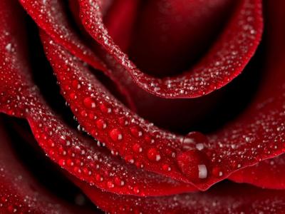 20091001030725-nature-flowers-flower-of-love-rose-013447-.jpg